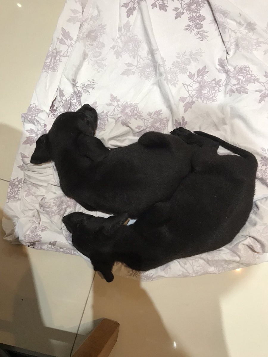 lenanarciso's tweet photo. Oi, gente. Hoje achei na rua de casa (Méier, RJ) uma caixa com filhotinhos de cachorro abandonados. Infelizmente, não tenho como ficar com eles. São dois machos, mansos e brincalhões. Estão comendo ração e bebendo água bem. Dei o vermifugo. Adotem, por favoooor. https://t.co/UyMKKkDBhj