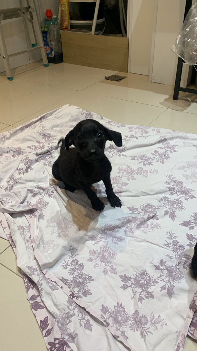 lenanarciso's tweet photo. Oi, gente. Hoje achei na rua de casa (Méier, RJ) uma caixa com filhotinhos de cachorro abandonados. Infelizmente, não tenho como ficar com eles. São dois machos, mansos e brincalhões. Estão comendo ração e bebendo água bem. Dei o vermifugo. Adotem, por favoooor. https://t.co/UyMKKkDBhj