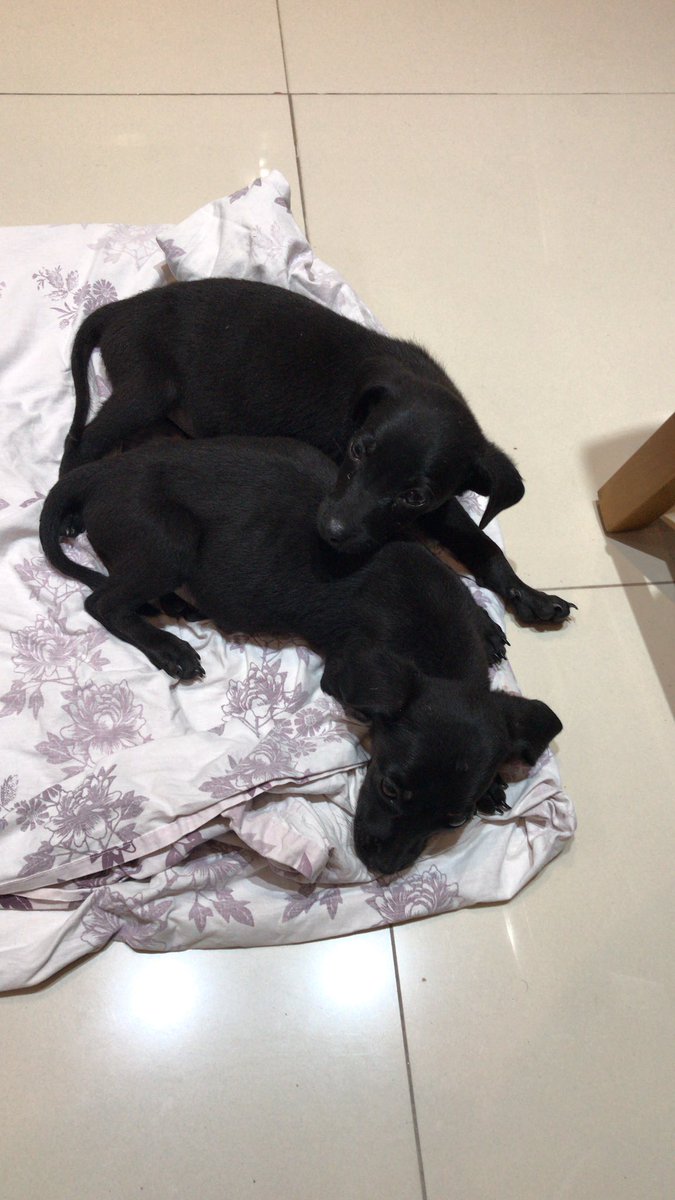 lenanarciso's tweet photo. Oi, gente. Hoje achei na rua de casa (Méier, RJ) uma caixa com filhotinhos de cachorro abandonados. Infelizmente, não tenho como ficar com eles. São dois machos, mansos e brincalhões. Estão comendo ração e bebendo água bem. Dei o vermifugo. Adotem, por favoooor. https://t.co/UyMKKkDBhj