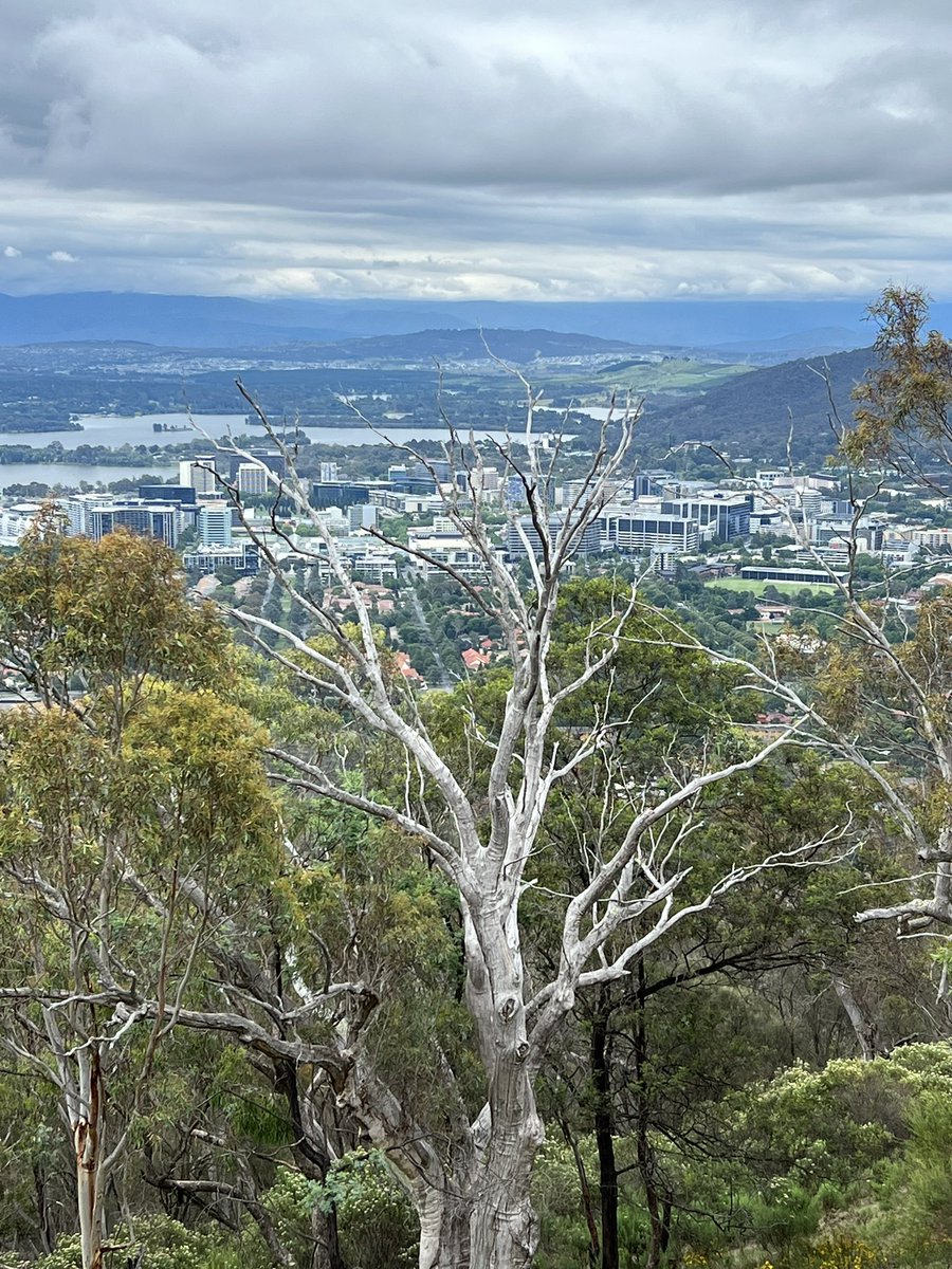JimmyJamP's tweet photo. Canberra's nature reserves and surrounding mountain ranges depict why it is known as "The Bush Capital". This nickname is well-suited due to the presence of tall gum trees and the city in the background. #bushcapital #lovewhereyoulive https://t.co/OVRhygcyep