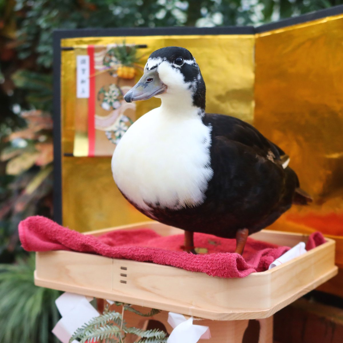 今日はあんころもちになっていました。

#鏡もち　#コールダック