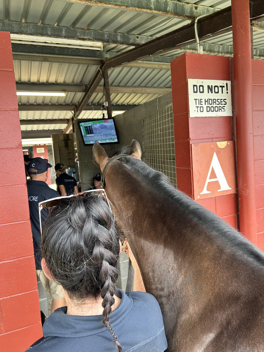 #WoottonBassett filly lot 914 @mmsnippets watching her sister Arabian Summer bolting in at the Gold Coast in the 2Y0 AQUIS Pearl. Well done @CalvinMcEvoy Another winning @CoolmoreAus grad.