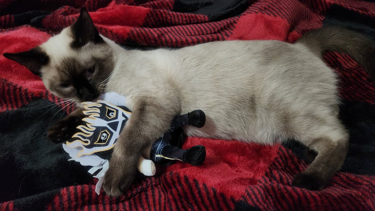 ForeverCostanza's tweet photo. Our kitten La Desperada. Celebrating @ElDesperado5 and his big win at #WrestleKingdom18
我が家 の 猫 La Desperada.
@ElDesperado5 と彼の大勝利を祝う #WrestleKingdom18 https://t.co/PwxqsBPFuM