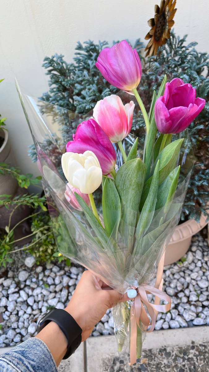 csilvaao's tweet photo. ¡Llegaron los más esperados del año!🌷✨🩷 TULIPS TULIPS 🩷🌷✨ no se queden sin los suyos 🥰 
Ig: @flowerhouse_hn https://t.co/rV600OhKWZ