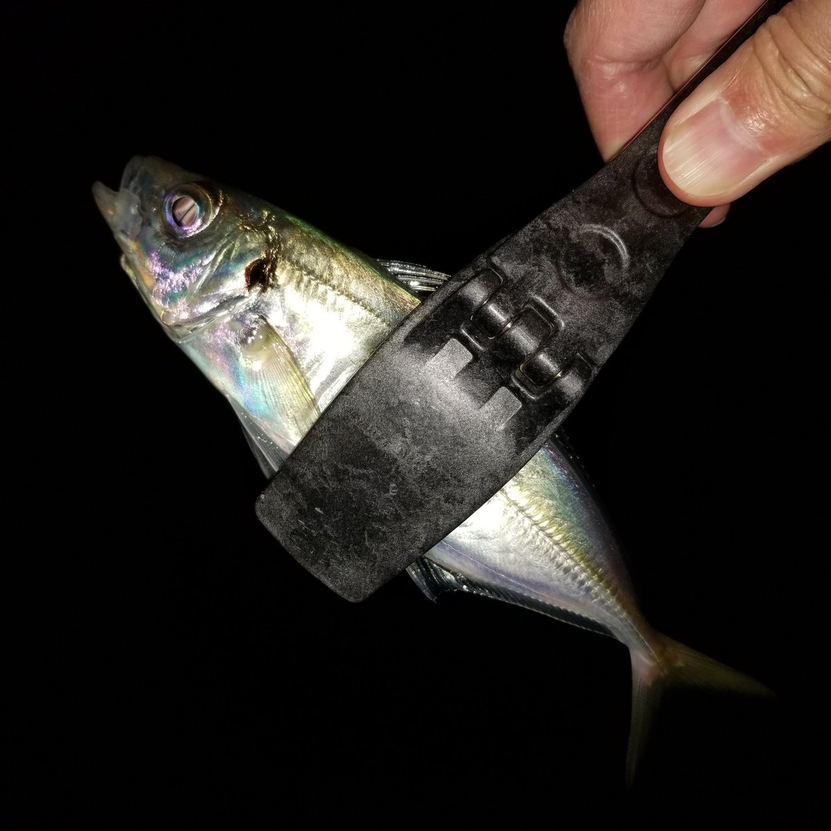 昨日なんとか 釣初め られました
海水温13度台になっても居てくれて有難い
今年も宜しく
#横浜アジング