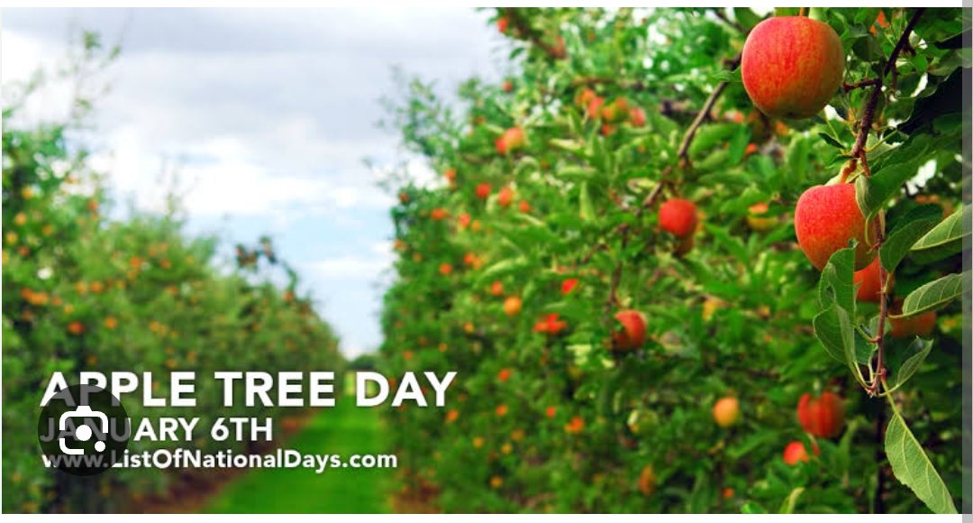 StylishSoulPoo's tweet image. #AppleTreeDay