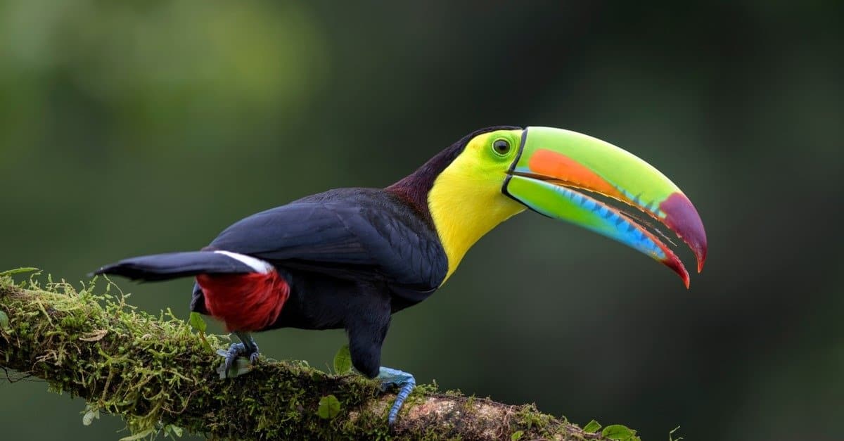 NakshatraPrem's tweet photo. On this #NationalBirdDay let's celebrate our feathered friends and pledge to protect their habitats.

This Keel-billed toucan is a #bird found in tropical rainforests of South America. They are important to the ecosystem and are a threatened species.

#ActNow #Actionism #BirdDay https://t.co/g65wfOUdHn