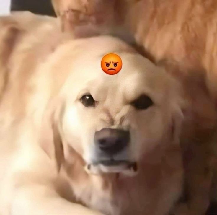 La está mirando con odio, sigue empapado.

@vltronmchanic