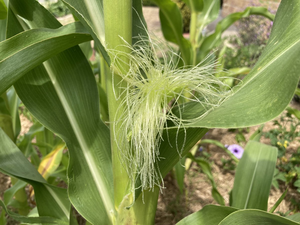 markEnrega's tweet photo. The corn is having sexy-time in the garden. The male flower forms at the top, which sprinkles pollen over the female flower below. Both of them are ready for it! I know, too much information, but this is how it works. I can’t wait to see what happens next. #veggiePorn https://t.co/0mfCRQVDXK