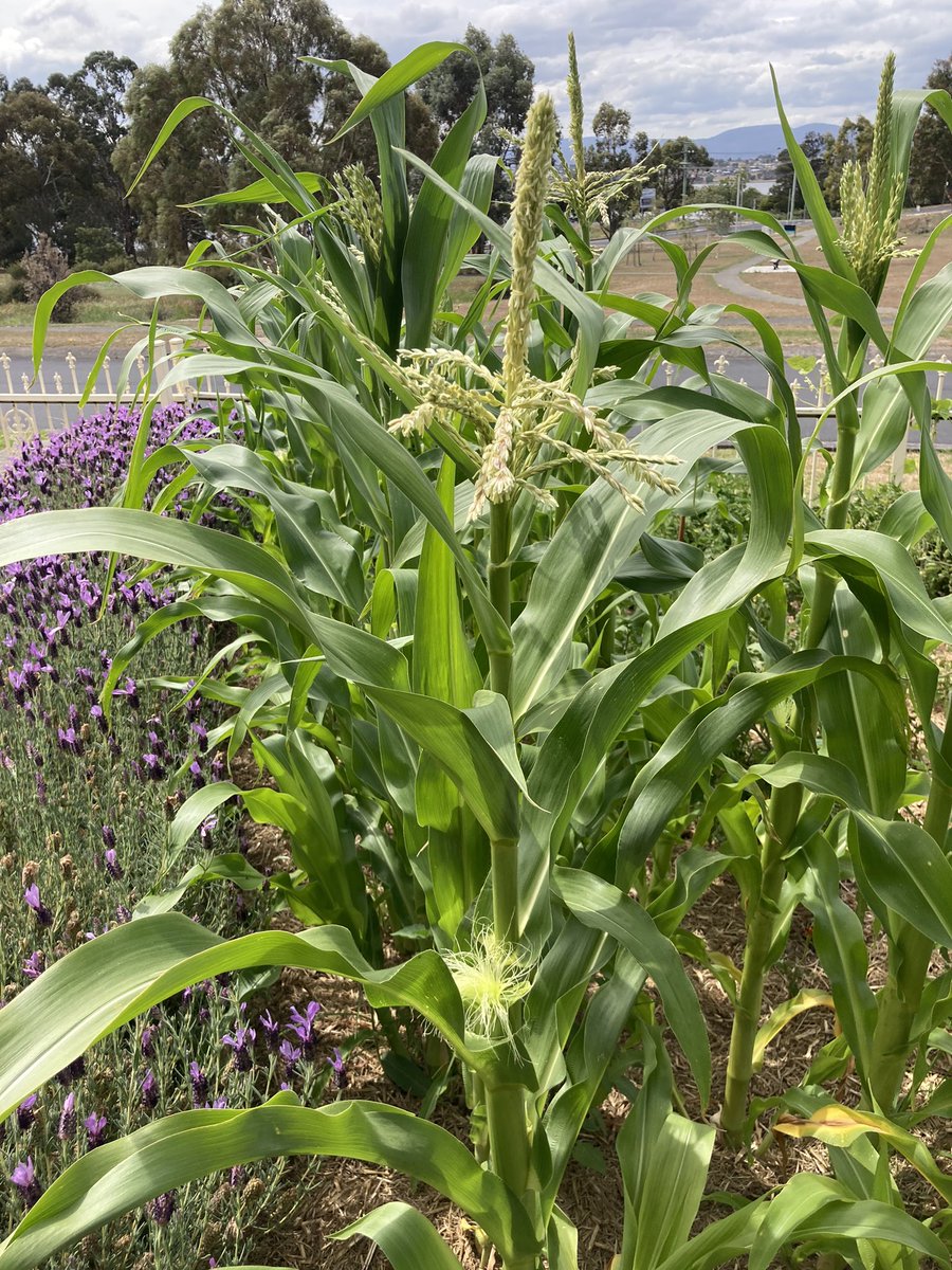 markEnrega's tweet photo. The corn is having sexy-time in the garden. The male flower forms at the top, which sprinkles pollen over the female flower below. Both of them are ready for it! I know, too much information, but this is how it works. I can’t wait to see what happens next. #veggiePorn https://t.co/0mfCRQVDXK