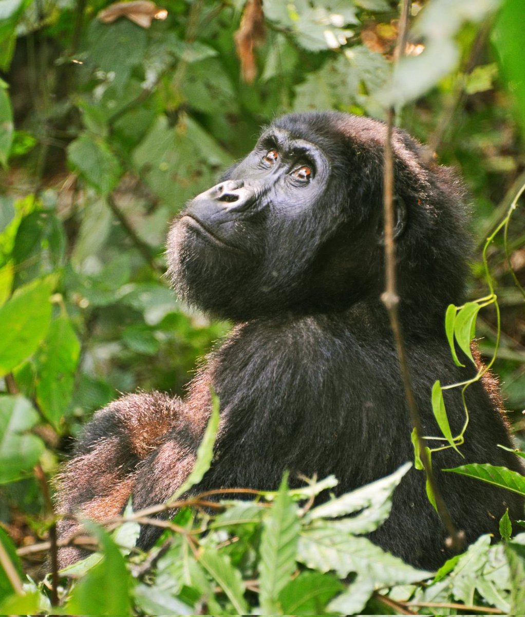 Certainly! 'Majestic gorillas in their natural habitat 🦍. #WildlifePhotography #GorillaKingdom #NatureCaptured #PrimateLove #Biodiversity 🌿 #ConservationHeroes #EndangeredSpecies 🚫 #WildlifeWonder #ApeAdventures #JungleJewels 🌳 #EarthlyWonders #AnimalMagic 🐾 #GorillaGaze 📸'