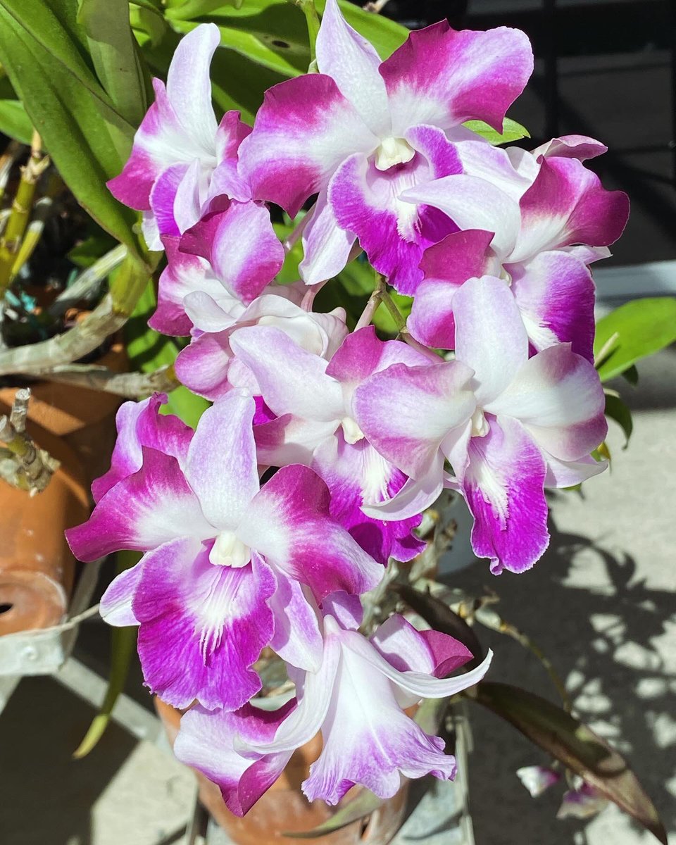 123orchids's tweet photo. Dendrobium King Dragon beautiful, blooming right now https://t.co/3MWq1wxnDr