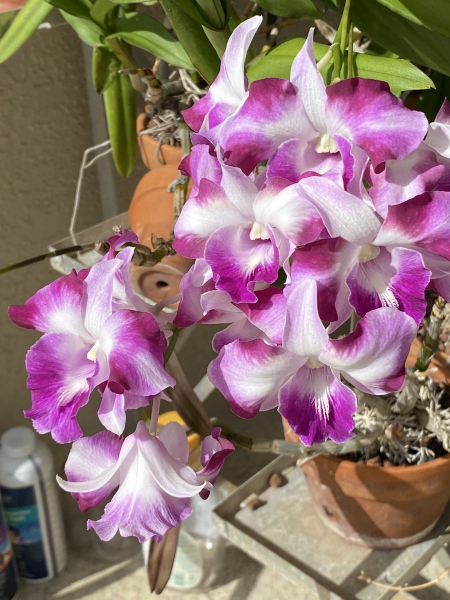 123orchids's tweet photo. Dendrobium King Dragon beautiful, blooming right now https://t.co/3MWq1wxnDr