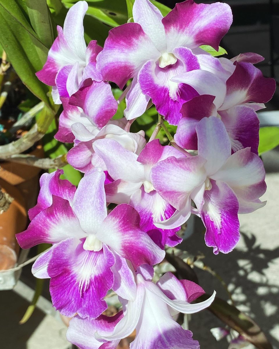 123orchids's tweet photo. Dendrobium King Dragon beautiful, blooming right now https://t.co/3MWq1wxnDr