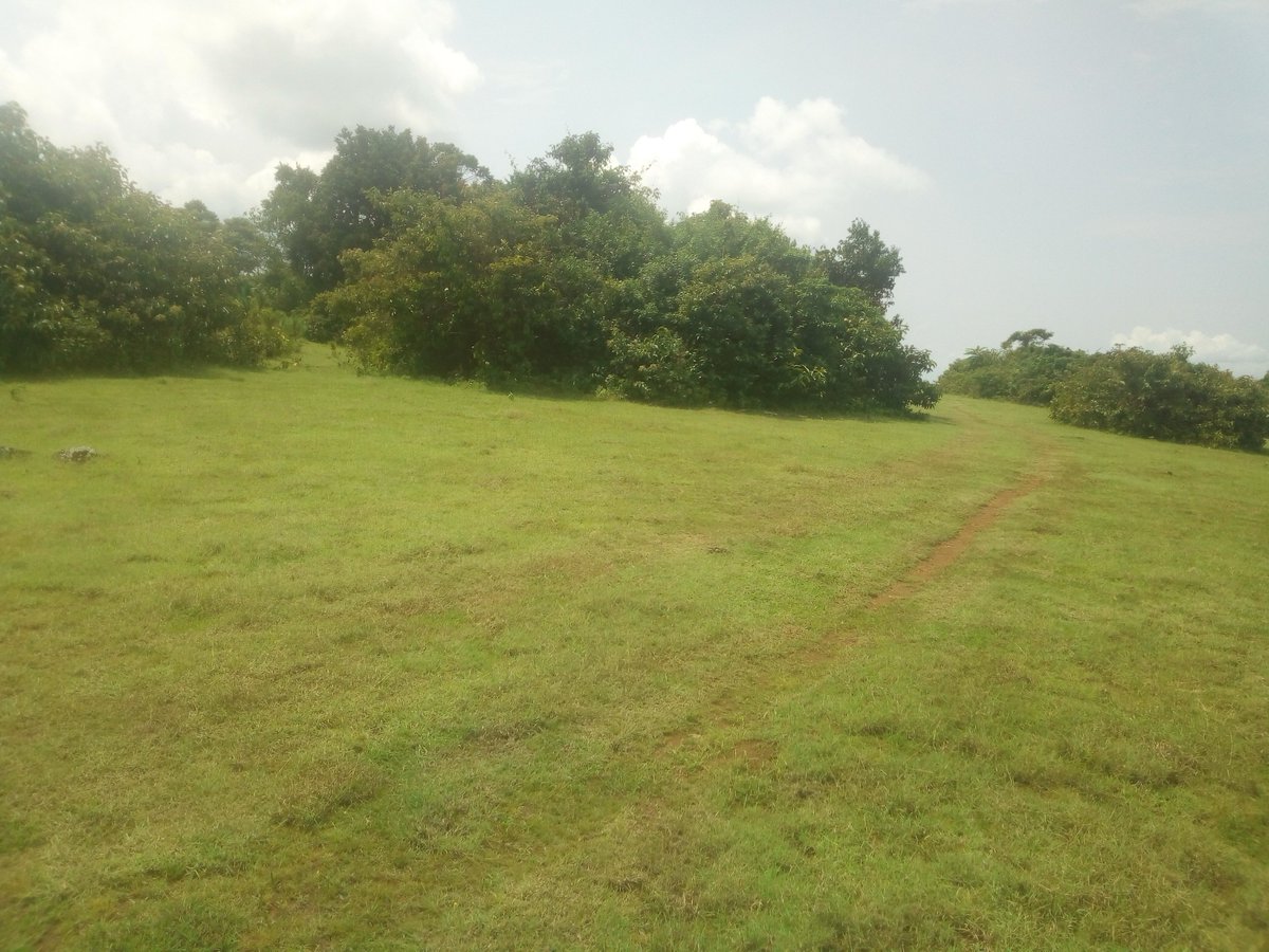 KiapiKFreddie76's tweet image. Gudmo #UOT from the #LandofGreenness -Buikwe district with a scenic view of Lake Victoria. The #Kiapi family wishes U all a peaceful weekend &amp;amp; keep staying safe. #YourLifeMatters For God &amp;amp; My Country @HonMutasingwa