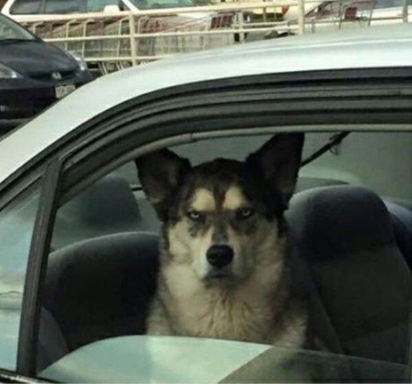 Kosmo no muerde, Kosmo te juzga desde lejos.