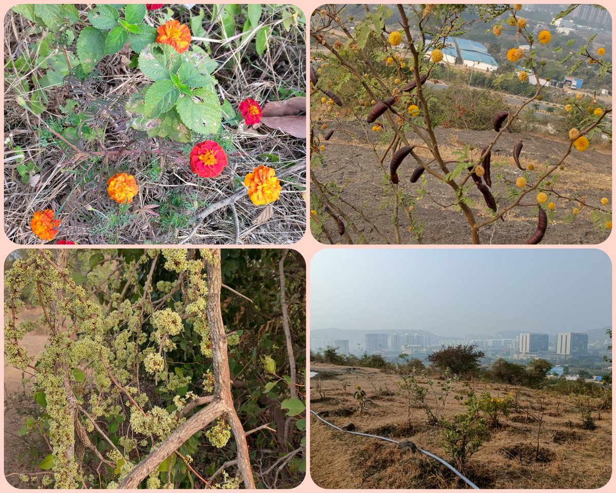 Pune_Go_Green's tweet photo. Good start of New years first weekend.
Pits maintenance along with pits cleanup activities carried out today.
A total of four volunteers joined. Expecting increasing Numbers further 👍🏻🙏🏻
Thanks,
🌳 #PuneGoGreen 🌳
#SaveATree
#We4Future
#Earth
#HappyNewYear2024 #SavePuneHills https://t.co/UCfiaQIzav