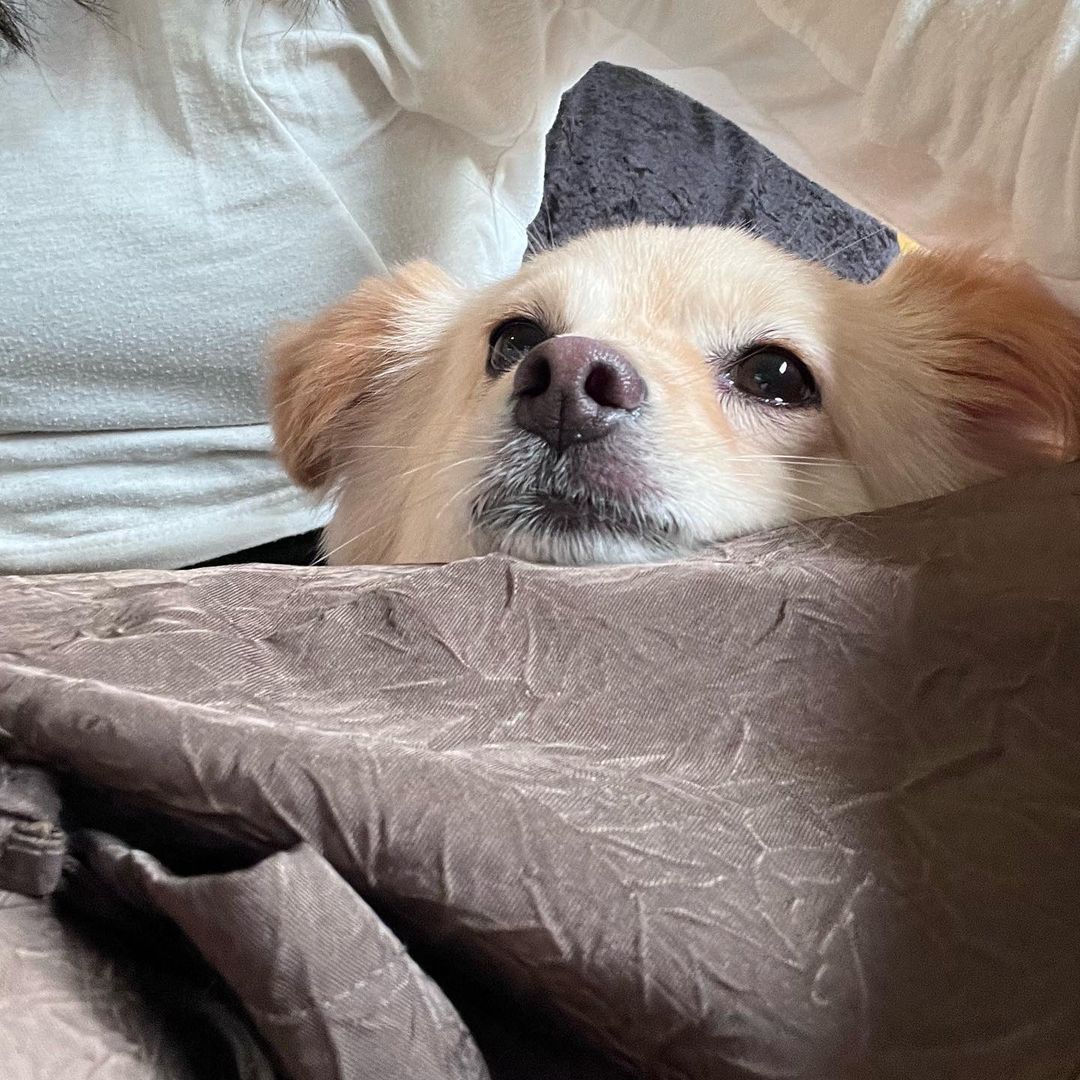 nozewold's tweet photo. Psst, Blue is having a great day, I swear. https://t.co/4ZxvgH6fJJ