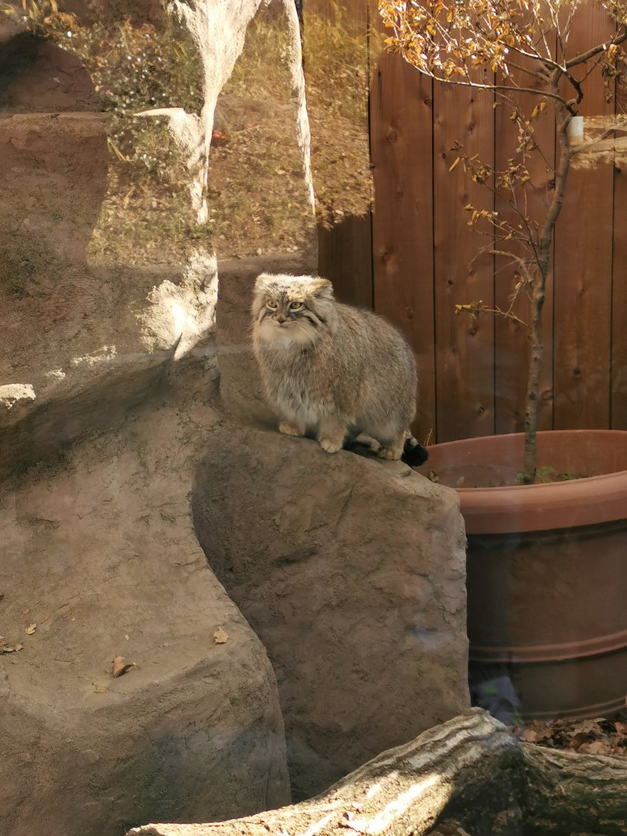 NICO_cat1205's tweet photo. #埼玉県こども動物自然公園 の
#マヌルネコ が可愛い🐱✨②

#猫好きさんと繋がりたい𓏲𓎨 https://t.co/OJEkbN20n6