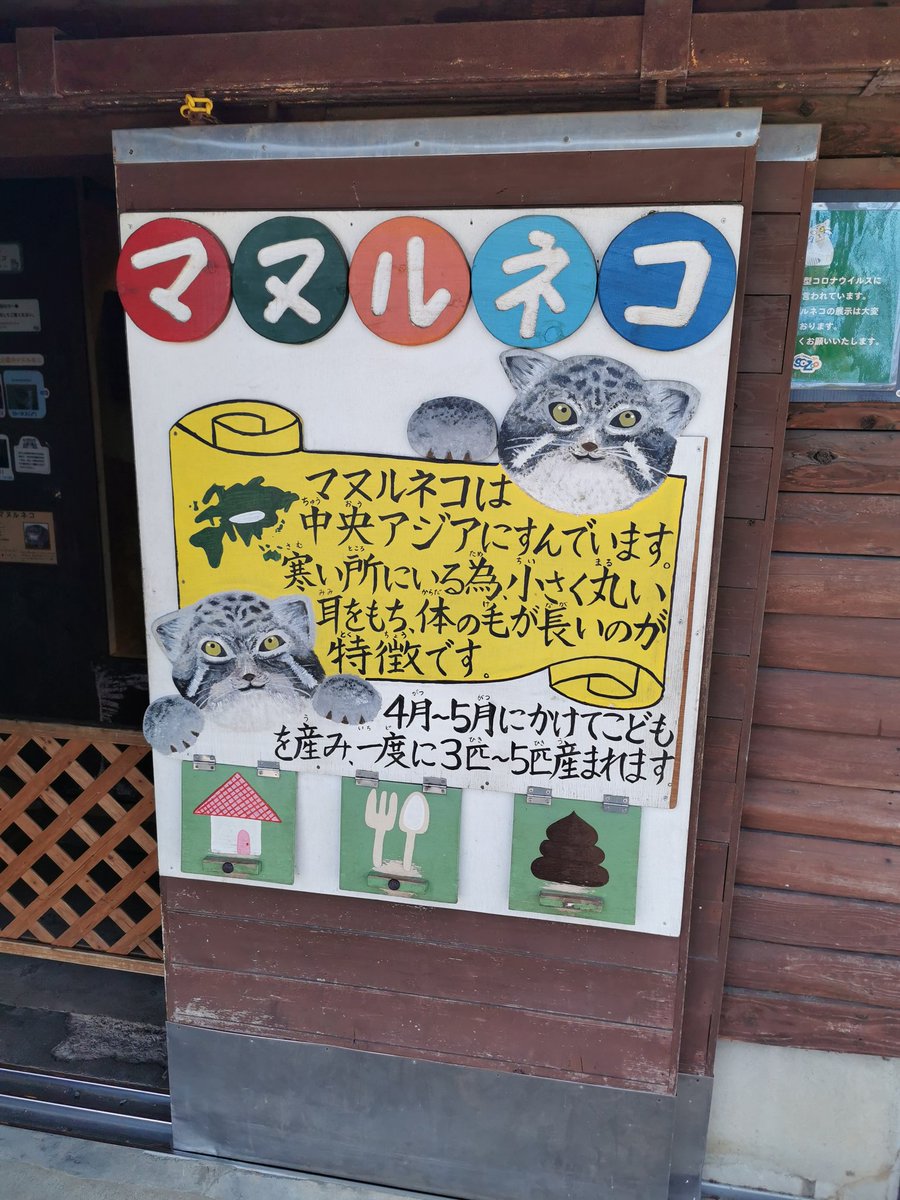NICO_cat1205's tweet photo. #埼玉県こども動物自然公園 の
#マヌルネコ が可愛い🐱✨②

#猫好きさんと繋がりたい𓏲𓎨 https://t.co/OJEkbN20n6