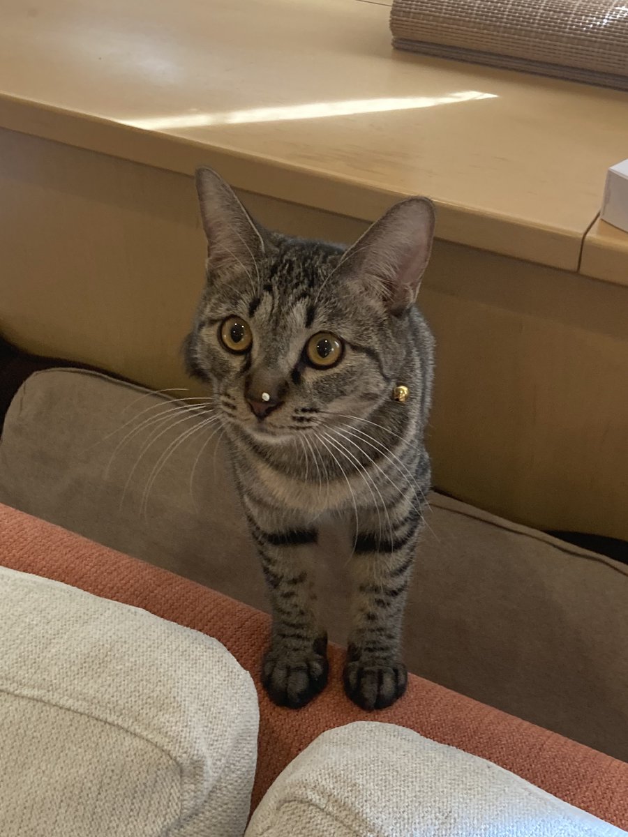 HoGoNeKo_MaRo's tweet photo. 鼻に色々つけがち🍭

#保護猫
#みなとねこ https://t.co/24Qrb0k7Rw
