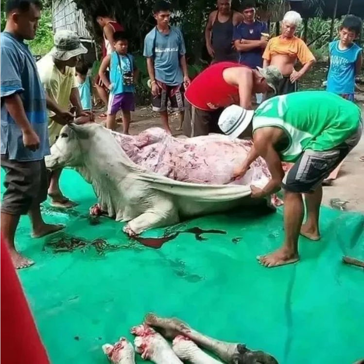 RobRobbEdwards's tweet photo. Here  is a Cow, it's legs cut off so she can't move while she is skinned alive, this is occurring in China and elsewhere as the people don't appear to be of Chinese origin

Image via Humane League https://t.co/rCk2kmlMo7