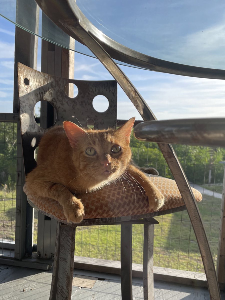 mcgeeforrestcat's tweet photo. sunbathing 🌅 https://t.co/FDMg4J8qgV