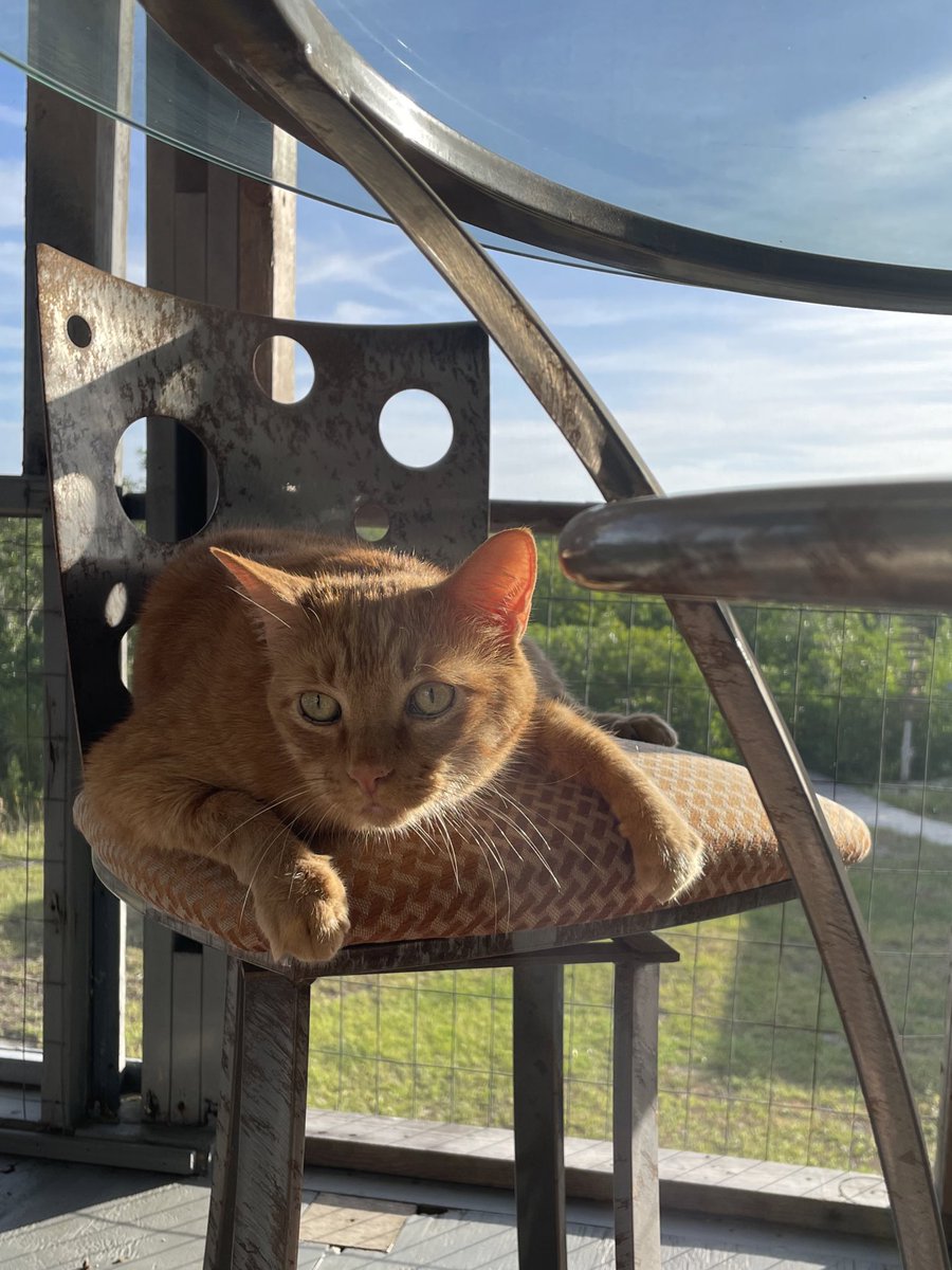 mcgeeforrestcat's tweet photo. sunbathing 🌅 https://t.co/FDMg4J8qgV