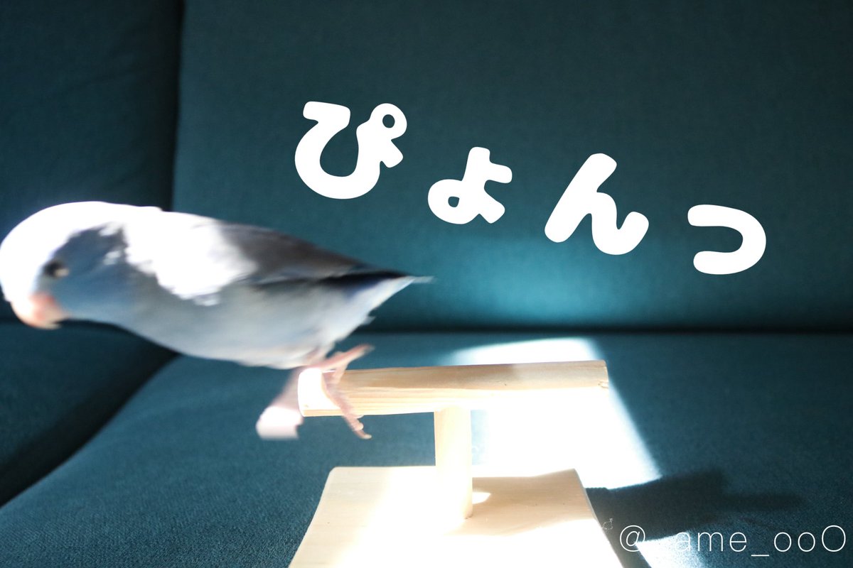 ⠀
あめのフェードアウトしてくのすき

こないだ載せた動画も最終的にぴょこぴょこ画面外に消えてくのかわいくてすき

※当分の間、時系列バラバラです

#マメルリハ #インコ #あめの日常 
#鳥好きさんと繋がりたい
