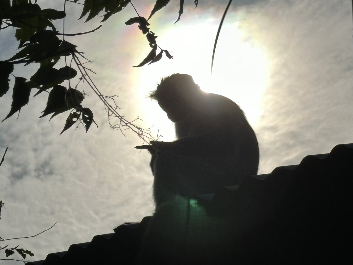 Zanzibar Red Colobus Project tweet media