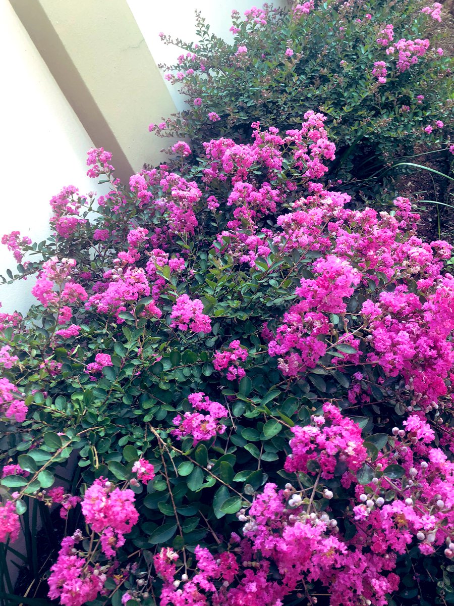 PhathekaPat's tweet photo. It’s a beautiful Saturday morning in Jozi ☀️ Gardening day https://t.co/DiZ2FGqAl9