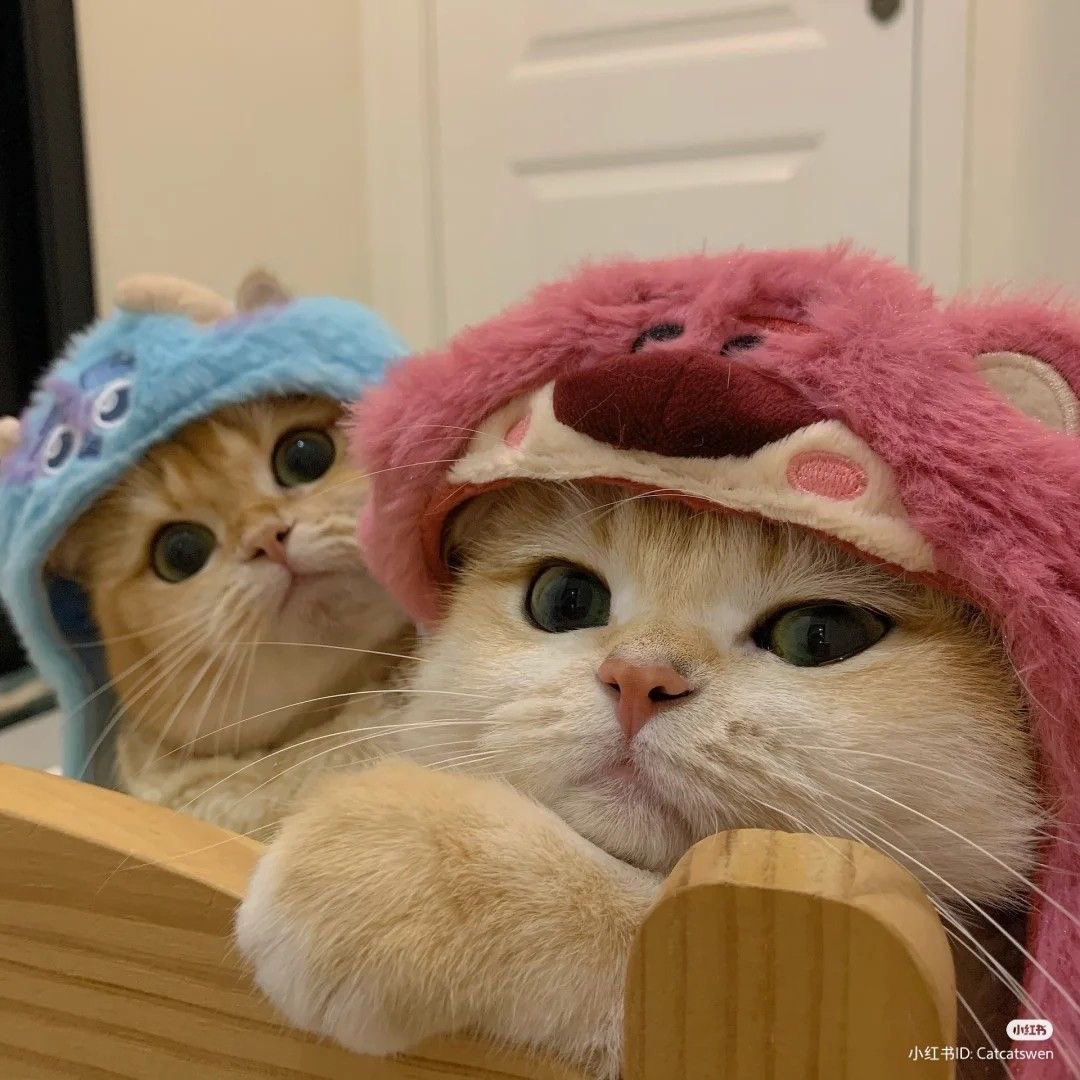 Cat Vibes (@cat_vibes1) on Twitter photo 