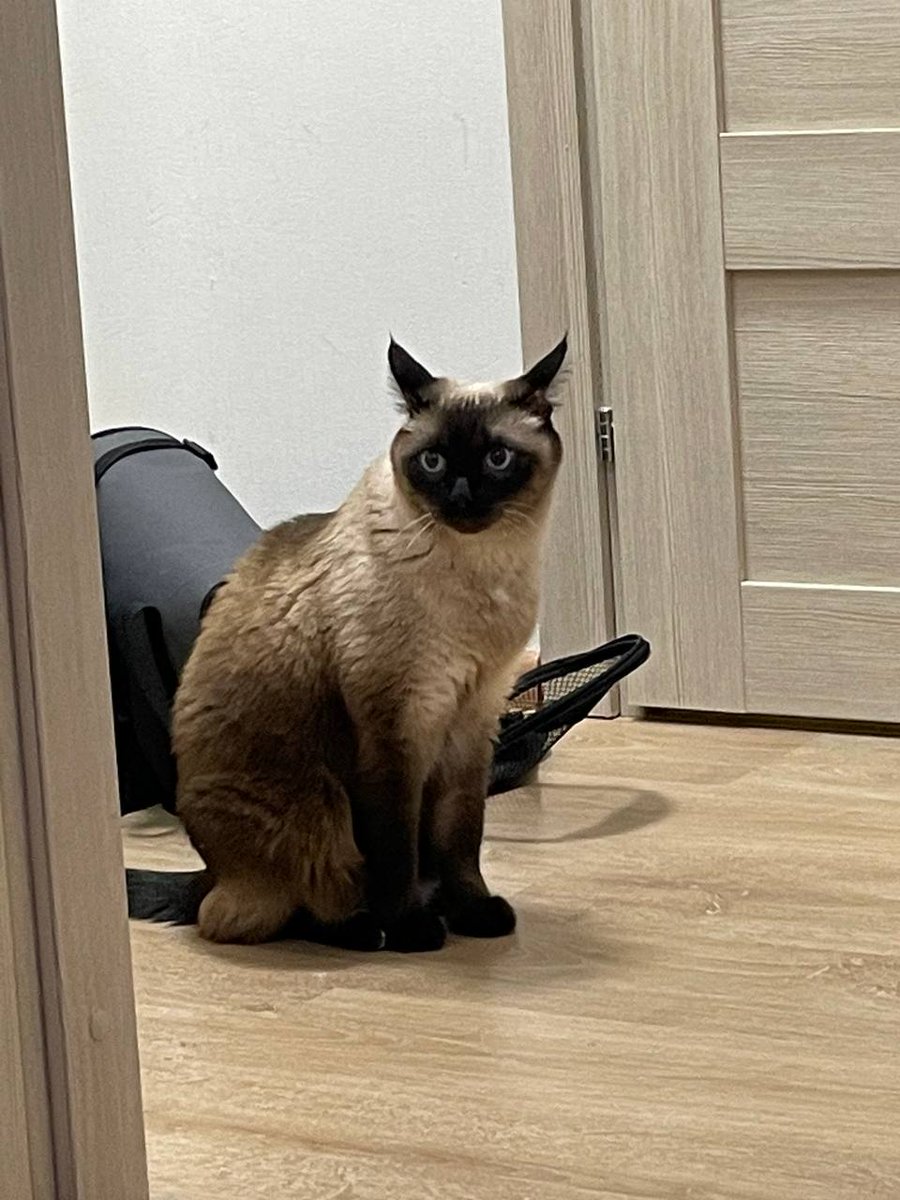 SeToRe91's tweet image. Meow