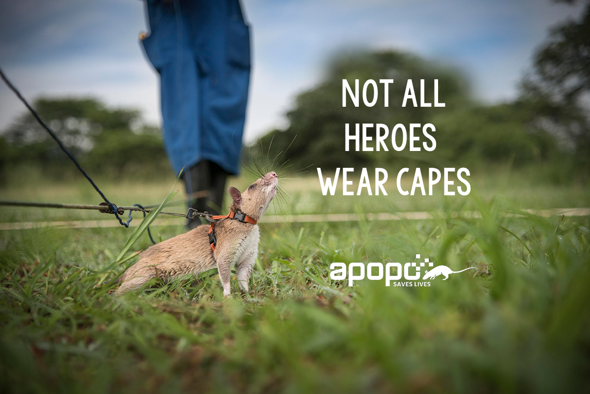 herorats's tweet image. Not all heroes wear capes...

The highly developed sense of smell and light weight of our African giant pouched rats, nicknamed #HeroRATs, make them excellent detectors of #landmines.

#apopo #powerfulnose #tinybutmighty #innovation #rats