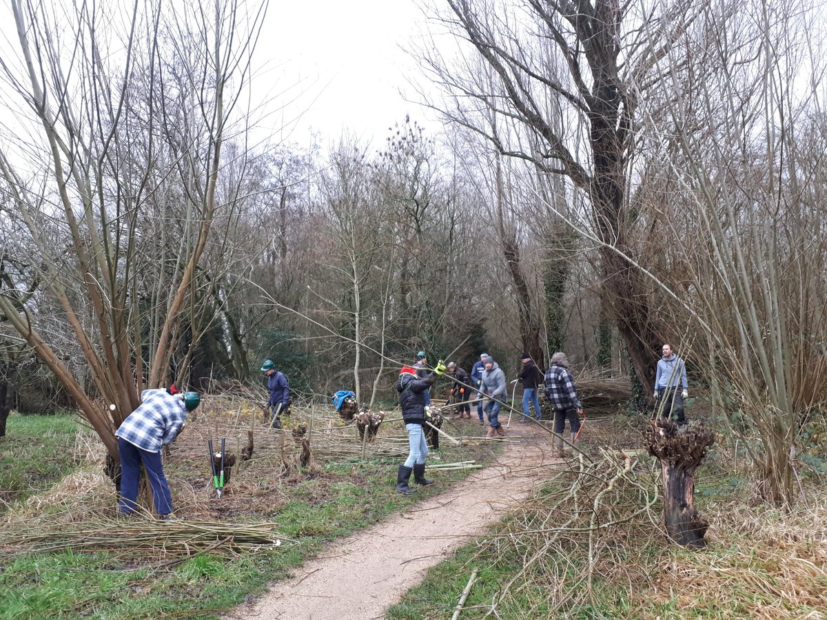 bos_margreet's tweet photo. Een groep vrijwilligers van zo'n 30 man/ vrouw begint 2024 goed in Park Kinderdijk met het knotten van wilgen #GroeneLong @GemAlblasserdam https://t.co/6bpoksscsX