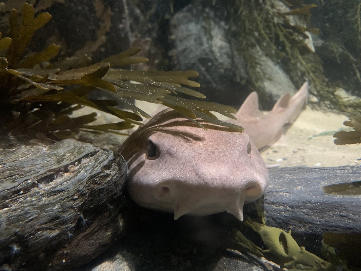 The Bull huss shark loves to sit amongst the seaweed! 

#bluereefaquariumnewquay #bluereefnewquay #newquay #visitnewquay