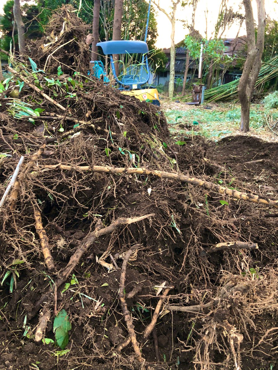 竹の根の抜根作業🎋 地下30〜50cmの深さで竹の根は全て繋がっていて1本1本が独立してるわけじゃなく、竹やぶ全体で一つの生き物。 そしてその中にオスとメスがいるという不思議な生物。 抜いた竹の根は一旦土場に置いて、土を落としてから炭にしてみる事に
