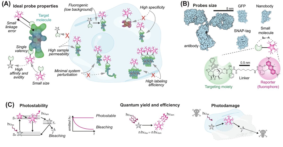 Eugenio F. Fornasiero (@euforna) on Twitter photo Are you a cell biologist interested in nanoscale fluorescence imaging? Check out our new review <a href="/TrendsCellBio/">Trends Cell Biology</a>
sciencedirect.com/science/articl…
Thanks and kudos to all authors: <a href="/ElisaDEste/">Elisa D'Este</a> <a href="/AndImaging/">Chromatin labeling and imaging</a> <a href="/RLincolnChemist/">Richard Lincoln, Ph.D.</a> <a href="/FelipeOpaz_o/">Felipe Opazo</a>
#dye #imaging #nanoscopy #superresolution Are you a cell biologist interested in nanoscale fluorescence imaging? Check out our new review <a href="/TrendsCellBio/">Trends Cell Biology</a>
sciencedirect.com/science/articl…
Thanks and kudos to all authors: <a href="/ElisaDEste/">Elisa D'Este</a> <a href="/AndImaging/">Chromatin labeling and imaging</a> <a href="/RLincolnChemist/">Richard Lincoln, Ph.D.</a> <a href="/FelipeOpaz_o/">Felipe Opazo</a>
#dye #imaging #nanoscopy #superresolution