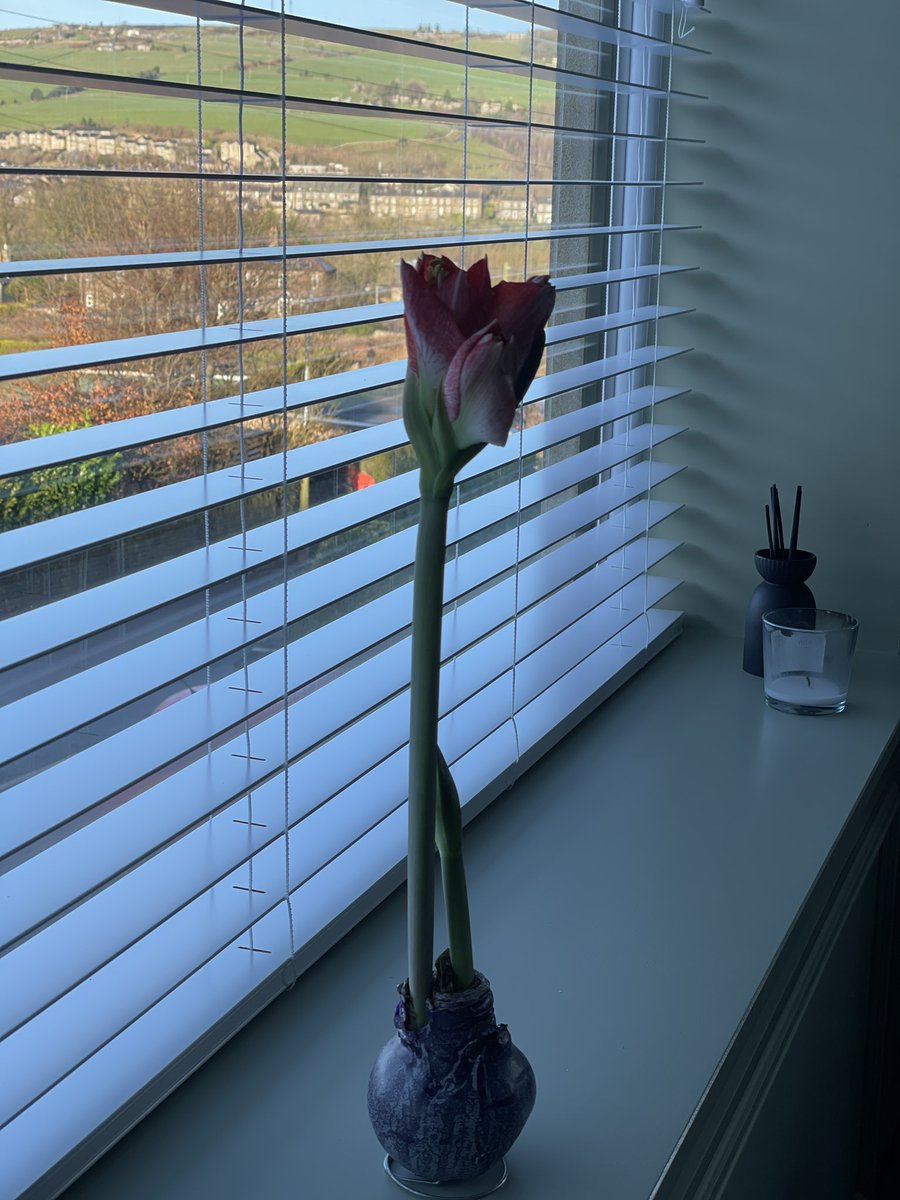 Jonathan France (@jonathanf_assoc) on Twitter photo The wax amaryllis bulb is growing strong courtesy of our in house part-time horticulturist / gardener <a href="/KrissiFletcher1/">Krissi Fletcher</a>
The perfect <a href="/franceandassoc/">France+Associates</a> gift for those without green fingers. Not watered it and it’s still alive!! The wax amaryllis bulb is growing strong courtesy of our in house part-time horticulturist / gardener <a href="/KrissiFletcher1/">Krissi Fletcher</a>
The perfect <a href="/franceandassoc/">France+Associates</a> gift for those without green fingers. Not watered it and it’s still alive!!