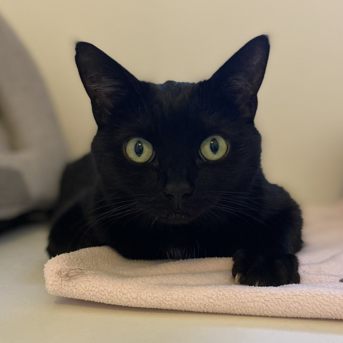 CatsProtection's tweet image. Roxy is a lovely lady in care at our #ForthValley Adoption Centre. Roxy will need someone to give her the space and time to get comfortable in her new home and allow her to flourish into the loving cat she is. Read more about Roxy: spr.ly/AdoptRoxy