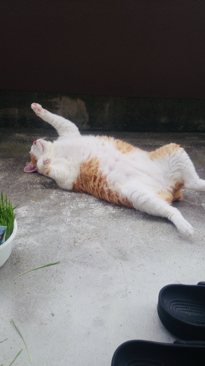 nokko_chi_tt's tweet image. 🐈今は天使🪽になっちゃった、3にゃんの
　長男、たーもい君🐾　愛してるよ〜💖