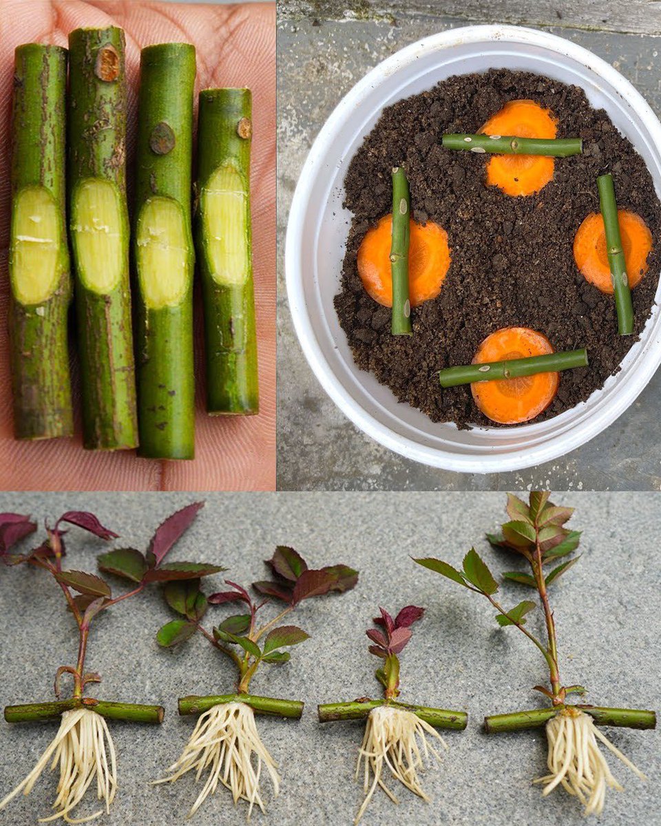 gardenandplants's tweet photo. Optimal Plant Growth: Growing Robust Rose Bushes from Laid Flat Cuttings 🌹🌿 Dive into our detailed guide in the first comment below for strong and healthy plants! 💬📖 #RoseBushPropagation #HealthyPlantGrowth #CuttingTechniques #GardeningTips https://t.co/ddWvXjkkPn