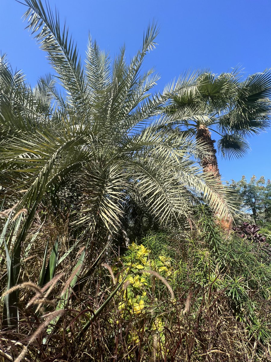 Paczie's tweet photo. People of #Bahrain heading to enjoy local farmers market! 
Consider carpooling &amp; using @Uber_BH @Uber  &amp; @CareemBAH @careem https://t.co/NdTOvm5XaD