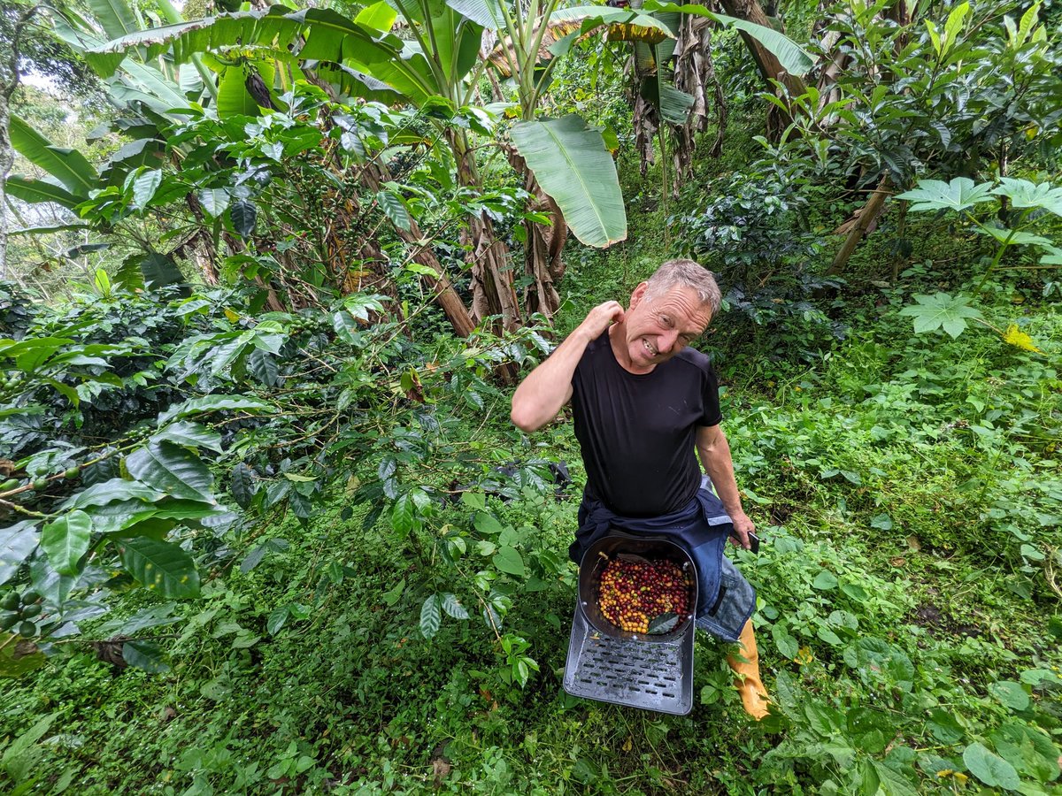 Morgen half twaalf tijdens de kick off van de Driebergse koffieplantage stelt (ex) dorpsdichter @gera_p_nl me de vraag waarom ik zonodig in de koffie moest duiken. 

Live in De CultuurHoek Driebergen en ook via zoom (zuiverekoffie.abumelle.org)