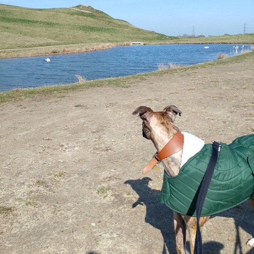 Morning Pals!
I always try to spot wildlife when I take my human for a walk. 🐶🐾
#TiggerClubNews #SaturdayMorning #SaturdayThoughts #Explore #Adventure #weekendvibes #ItsTheWeekend #Nature