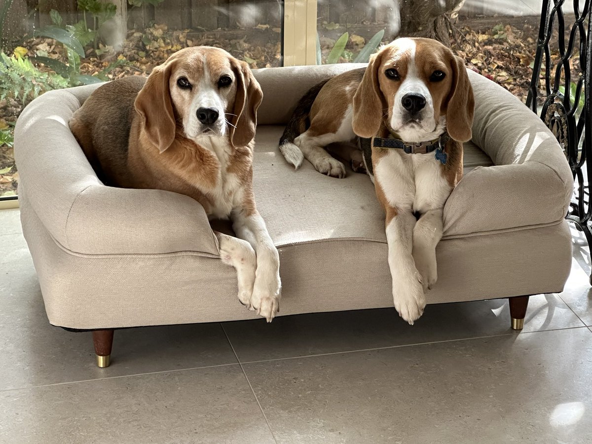 GaiWilson's tweet photo. @chloe_hosking Max and Archie chilling on the couch. https://t.co/xs1ZorfwLR