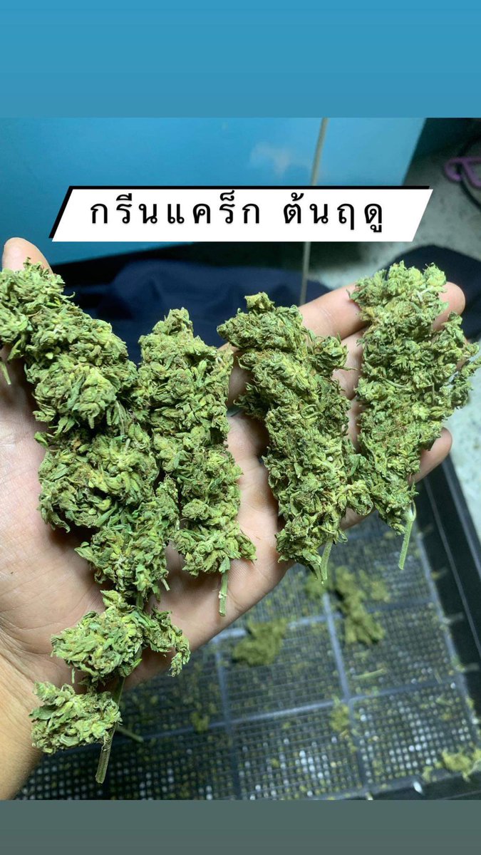 กัญชามีนบุรี Option Gerrn V.1 tweet media