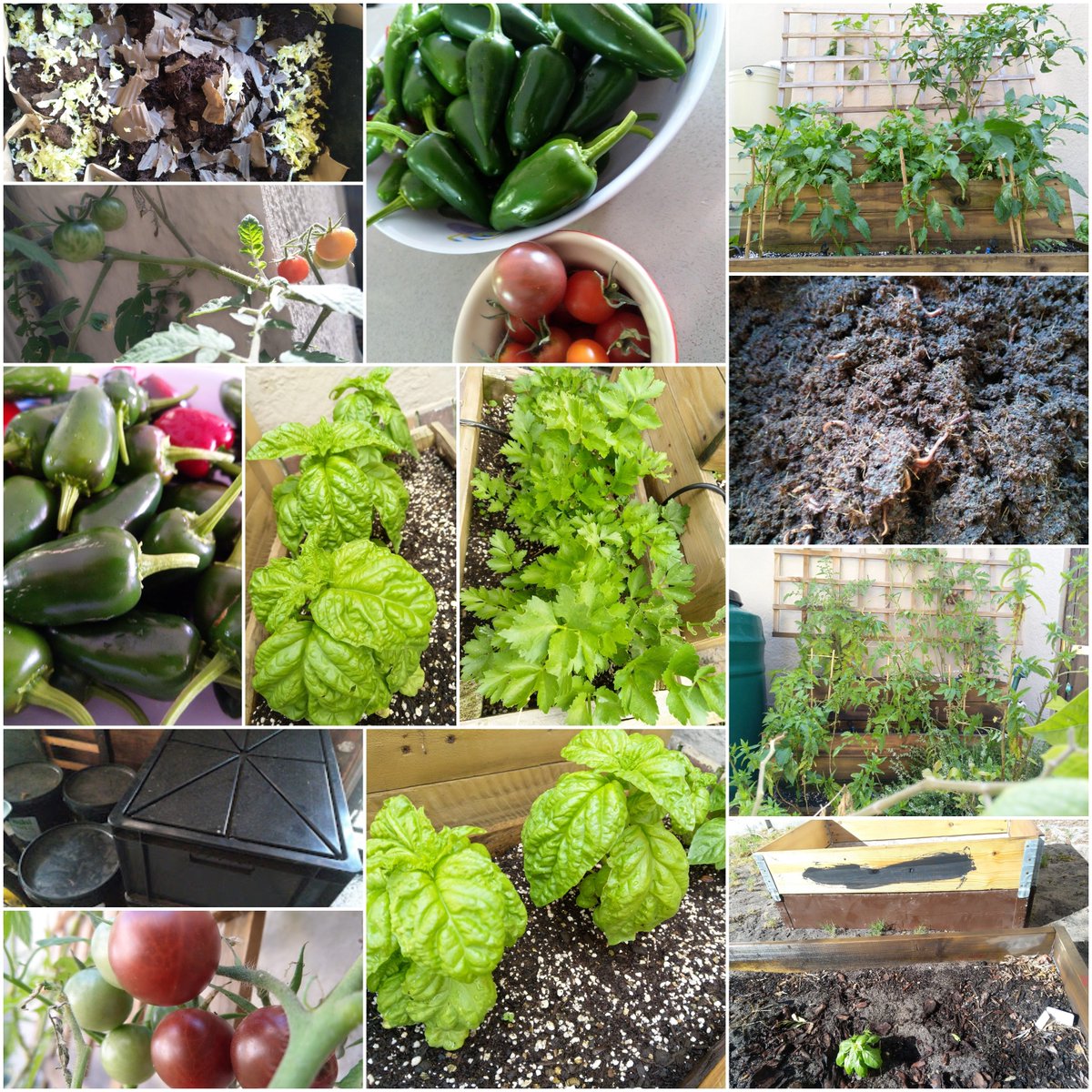 adpead's tweet photo. There is so much that can be done with tech to improve the efficiency of agriculture and help to create a more sustainable future. This you can also do from your own home and have some tasty fresh things to eat 😍#soilexperiments #soilquality #iot #homefarm #composting #agri https://t.co/61ZG2qiSNN