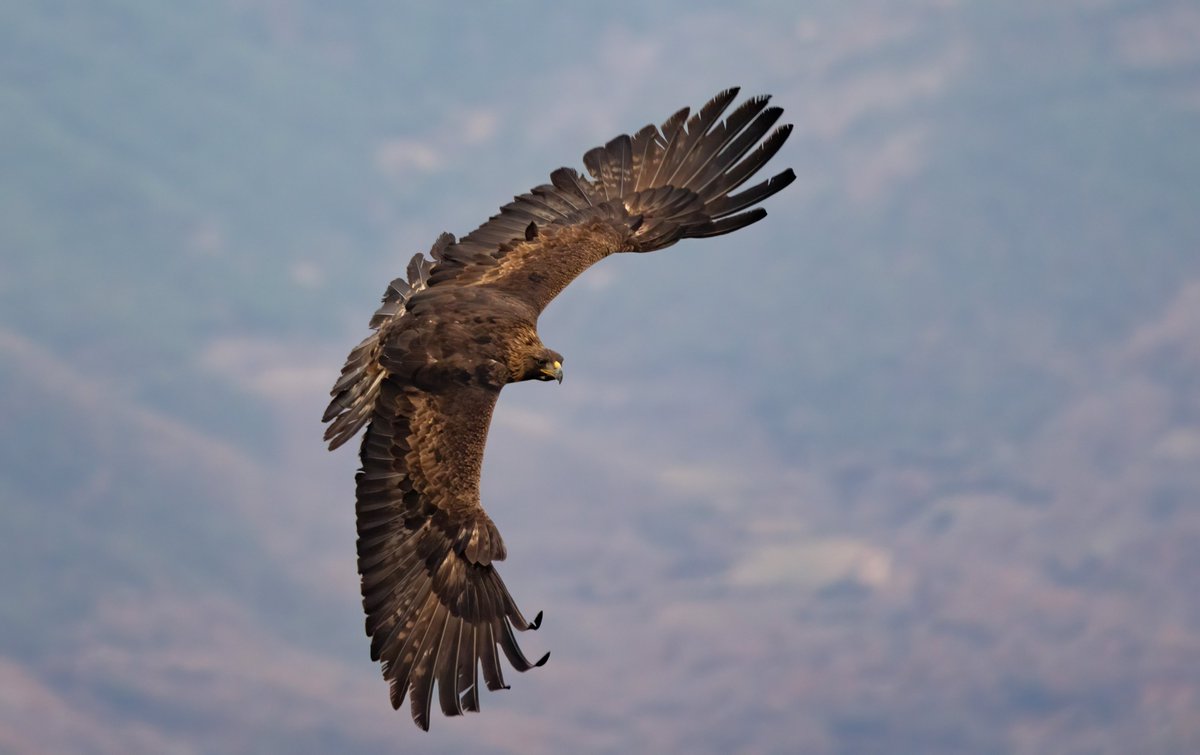 Golden Eagle over the Pyrenees. What a majestic bird 😊