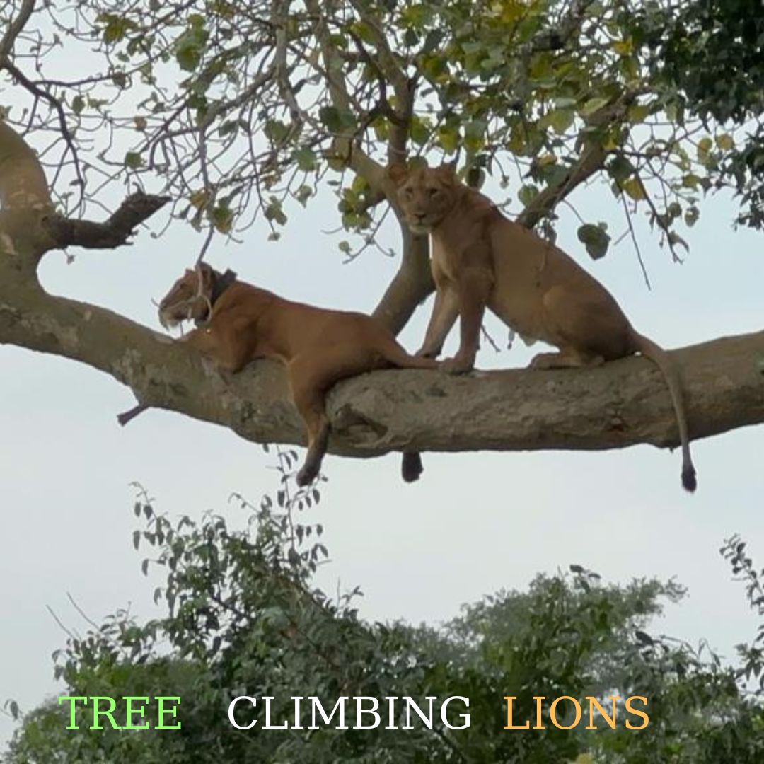 MondUganda's tweet photo. Did you know that Uganda is home to the extraordinary phenomenon of tree-climbing lions?  
Embark on a journey with us to Queen Elizabeth National Park, where the savannah meets the trees, providing a unique habitat for these remarkable lions. 
#TreeClimbingLions #UgandaSafari https://t.co/VwfTv4szvL